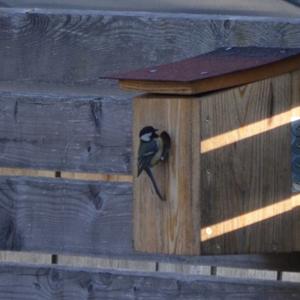 Great Tit