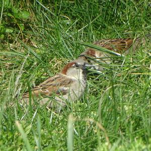 House Sparrow