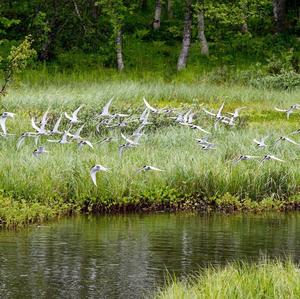 Arctic Tern