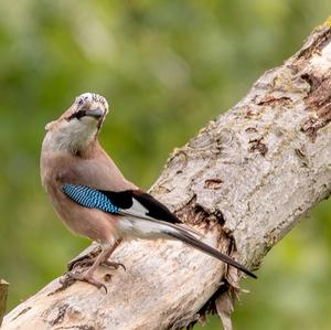 Eurasian Jay