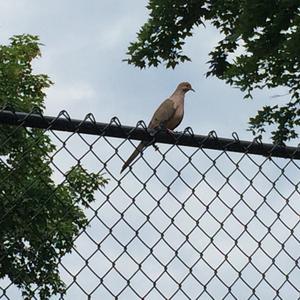 Mourning Dove