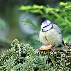 Blue Tit