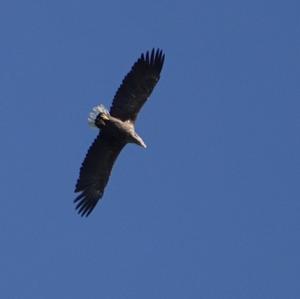 White-tailed Eagle