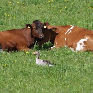 Greylag Goose