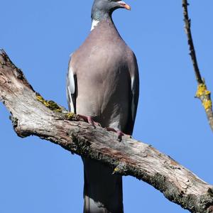 Common Wood-pigeon