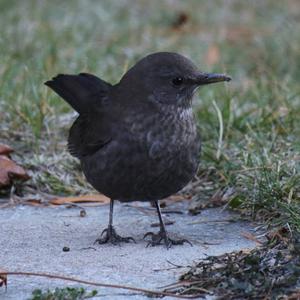 Eurasian Blackbird