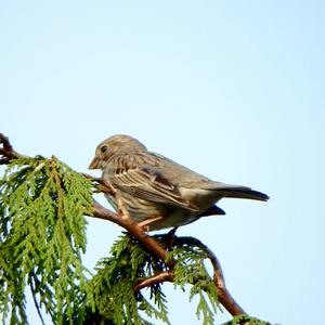 Ortolan Bunting