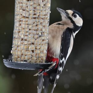 Great Spotted Woodpecker