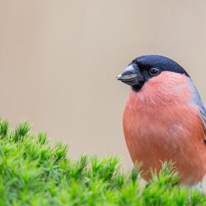 Eurasian Bullfinch