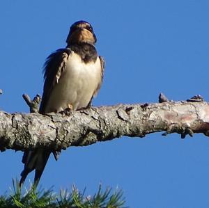 Barn Swallow