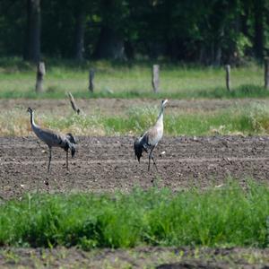 Common Crane