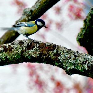 Great Tit