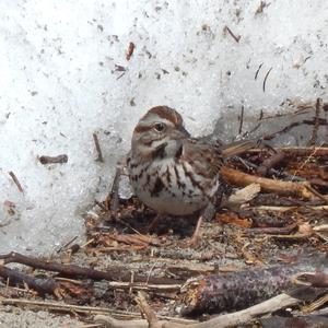 Song Sparrow