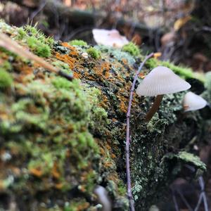 Mycena, Common