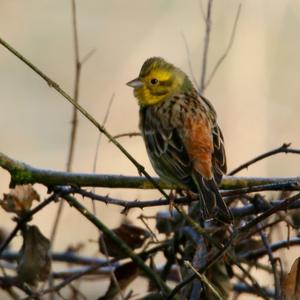 Yellowhammer