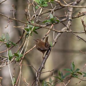 Winter Wren