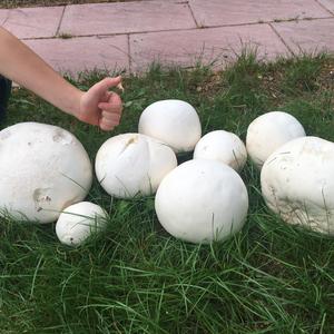 Giant Puffball