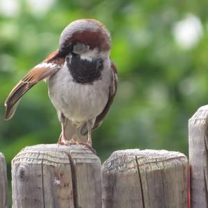 House Sparrow