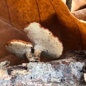 Elegant Polypore