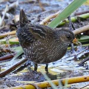 Spotted Crake