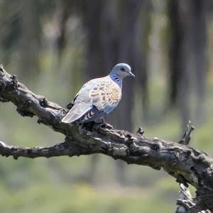 European Turtle-dove