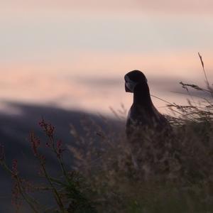 Atlantic Puffin