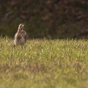 Song Thrush