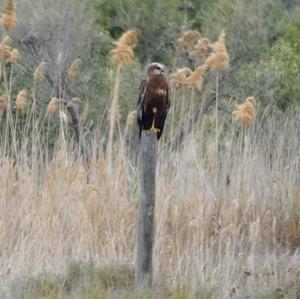 Western Marsh-harrier