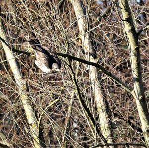 Common Buzzard