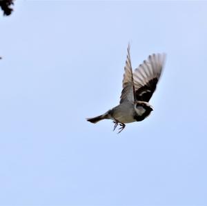 House Sparrow