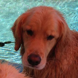 Retriever (Golden)