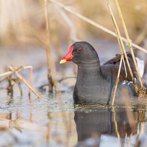 Common Moorhen