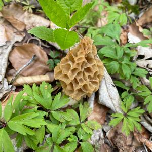 Yellow Morel