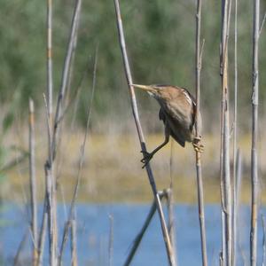 Little Bittern