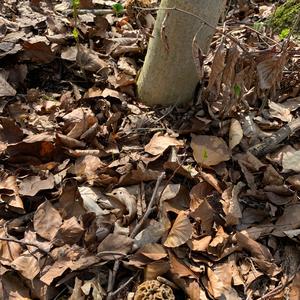 Yellow Morel