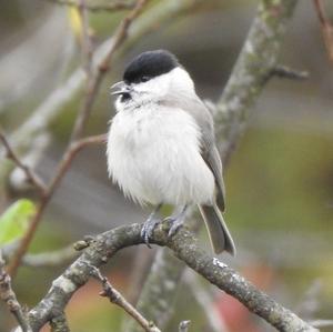 Marsh Tit