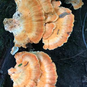 Chicken Mushroom