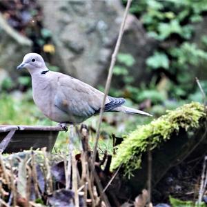 Eurasian Collared-dove