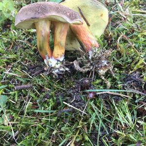 Yellow-cracked Bolete