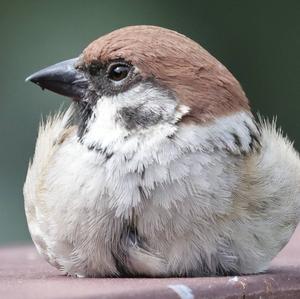 Eurasian Tree Sparrow