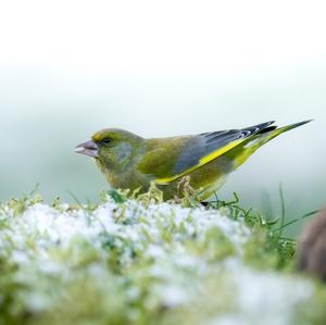 European Greenfinch