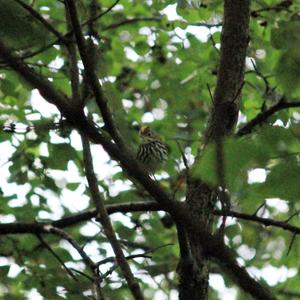 Savannah Sparrow