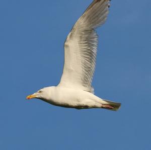 Herring Gull