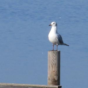 Black-headed Gull