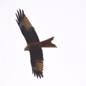 Red Kite