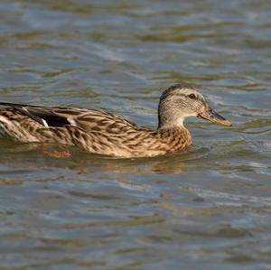 Mallard