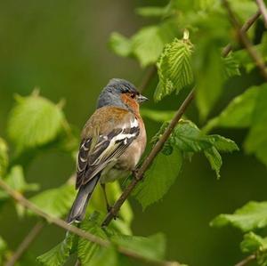 Eurasian Chaffinch