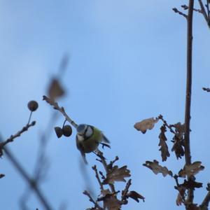 Blue Tit