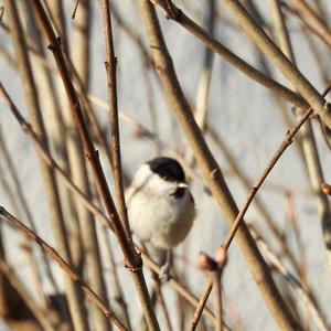 Coal Tit