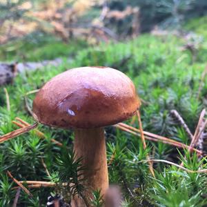 Bay Bolete